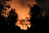 चिली के जंगलों में भीषण आग से मची तबाही; 99 लोगों की मौत