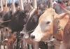 हरियाणा: गौरक्षकों ने मवेशी ले जा रहे दो लोगों की पिटाई कर नहर में फेंका, एक की मौत