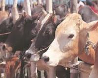 हरियाणा: गौरक्षकों ने मवेशी ले जा रहे दो लोगों की पिटाई कर नहर में फेंका, एक की मौत