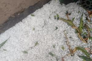 हरियाणा और पंजाब में ओले गिरे:17 जिलों में बारिश; शिमला में सीजन की पहली बर्फबारी, चंडीगढ़ में 7 फ्लाइटें रद्द
